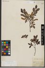 Foto von Salix waldsteiniana Willd.